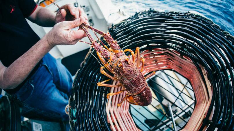 Ferguson Australia is a major processor and exporter of Southern Rock Lobster. Photo: ROBERT LANG