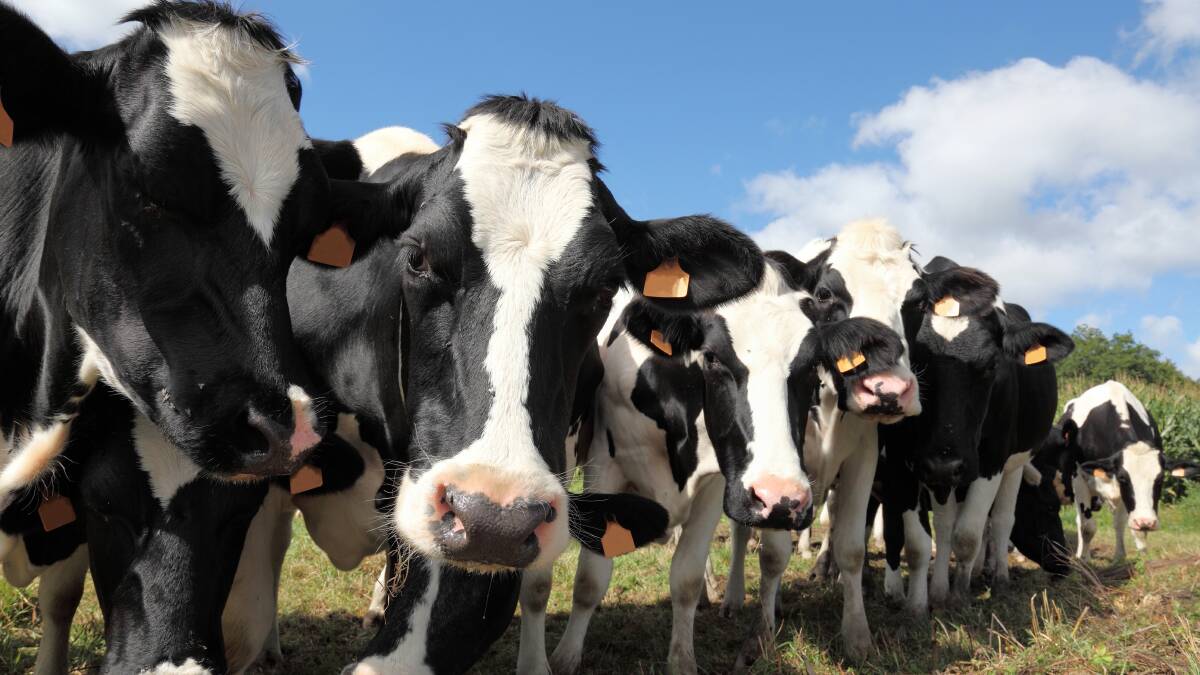 Dairy outlook brings mixed picture as domestic value rises