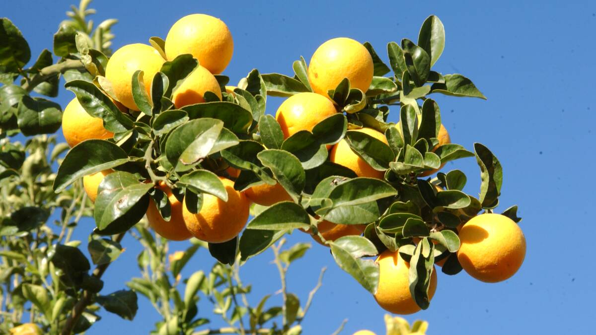 Citrus Australia questions proposed export price hike