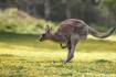 Man fined for illegal kangaroo shooting