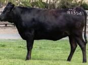 The top price $245,000 unjoined heifer from Mayura Station. Photo: GDL