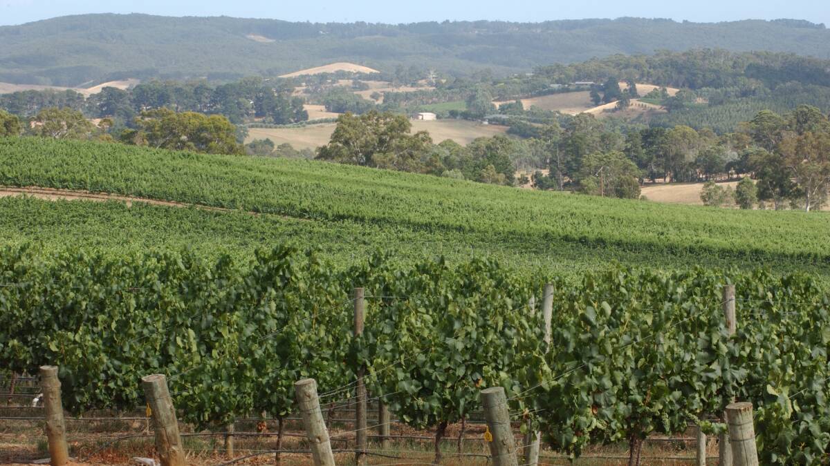 Winegrowers in the Adelaide Hills and many other predominantly wine growing regions were among those pushing to maintain the GM-free status in their council areas.