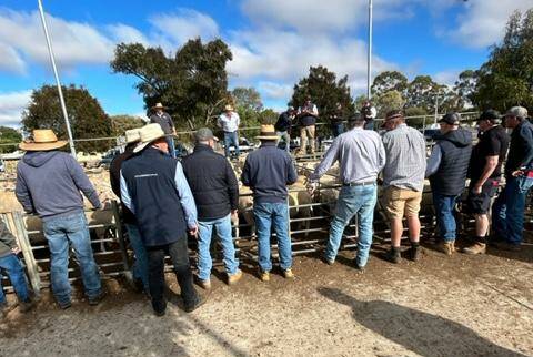 The buying gallery at a bumper Ouyen market. Picture supplied