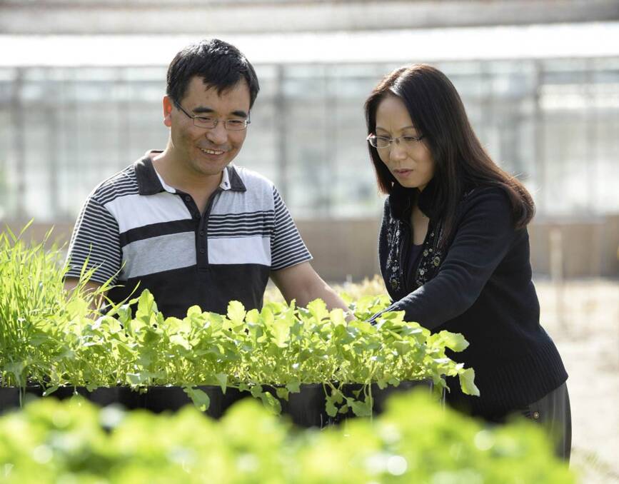 GROWING EVIDENCE: Research fellow Heping Han and project leader Quin Yu from the Australian Herbicide Resistance Inititiatve and the University of WA check experimental trials. Photo: UWA