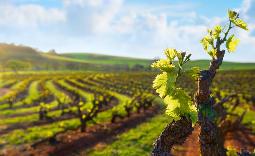Wine businesses are encouraged to apply with a simpler application this year. Photo: SHUTTERSTOCK