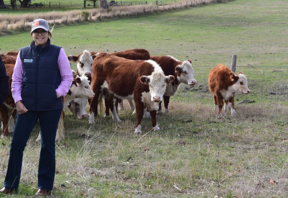 Megan McLoughlin with the charity Poll Hereford cows and calves, pictured at Oakbank. 