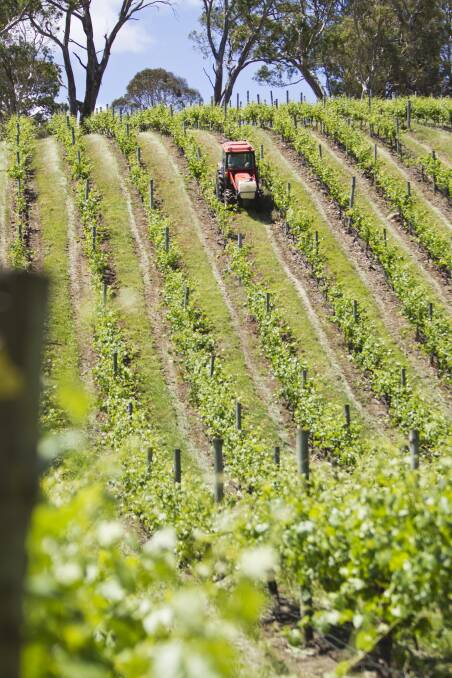 Export grants help SA wineries grow markets