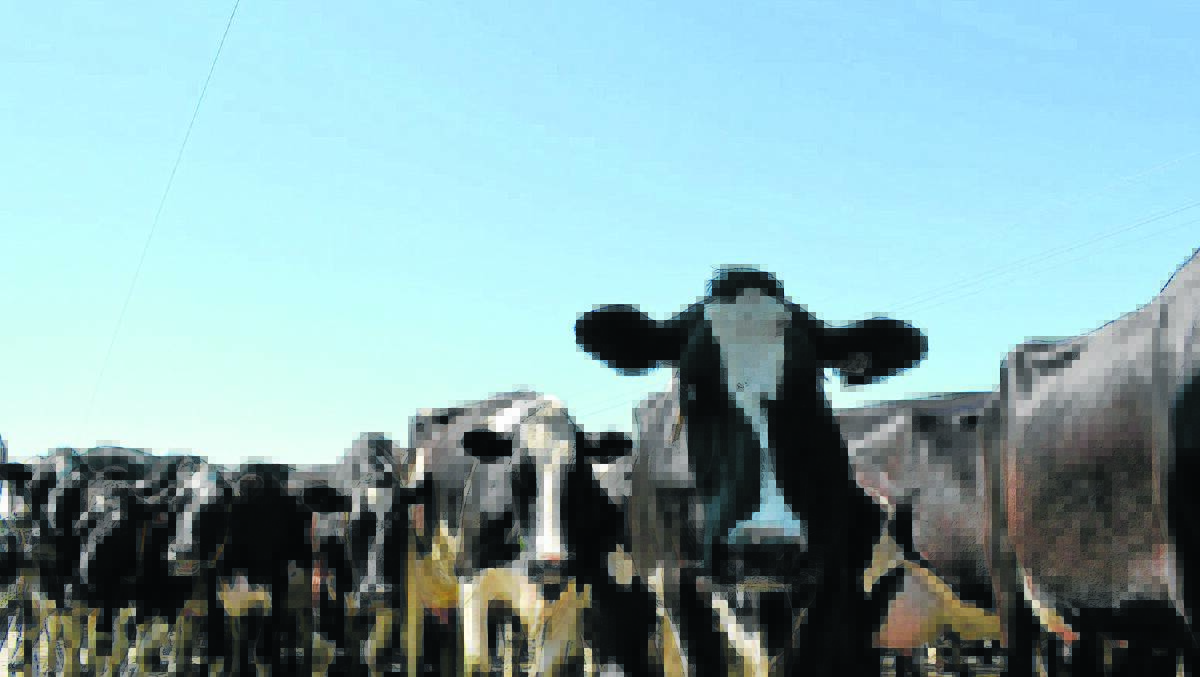 Global dairy production slows