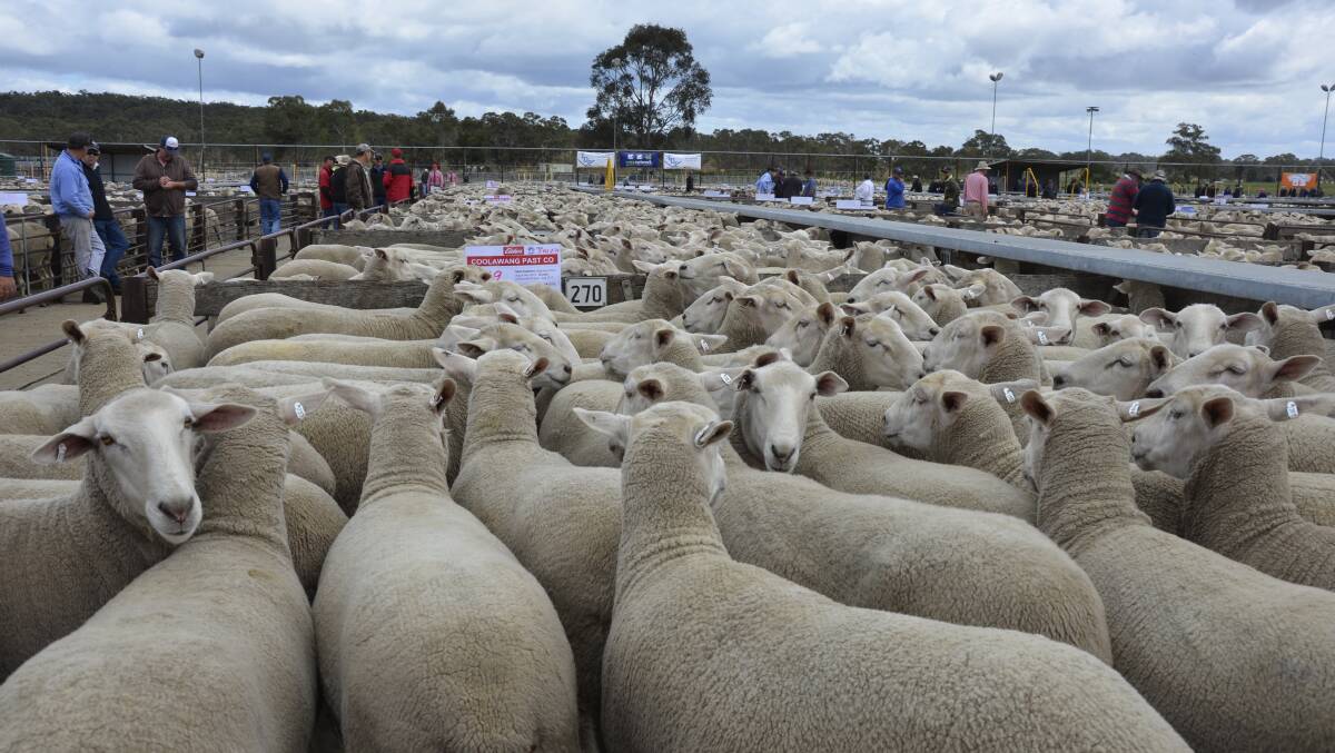 QUALITY YARDING: About 50,000 first-cross ewes and ewe lambs will be on offer at Naracoorte on November 14 and 21 with last year's sales setting a national first-cross ewe record, selling for a high of $386. 