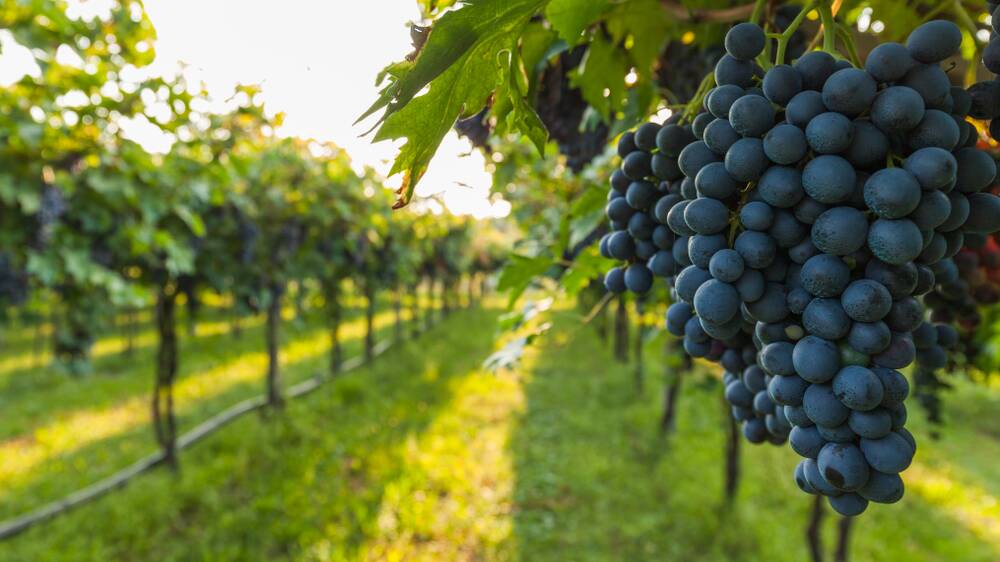 PIRSA staff are working with grapegrowers and stone fruit growers to secure market access. Photo: SHUTTERSTOCK