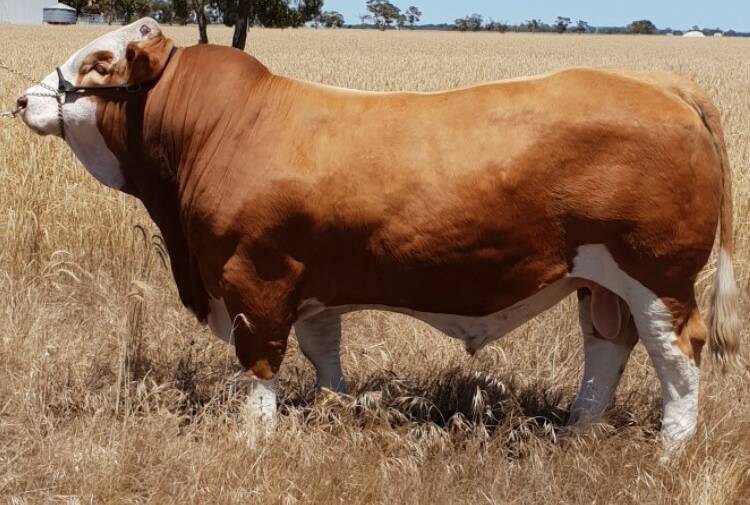 CHAMP TO SELL: One of Mt Mooney's first bulls to be sold will be Mt Mooney Nuclear the reserve senior champion Simmental bull at last year's Royal Adelaide Show. 