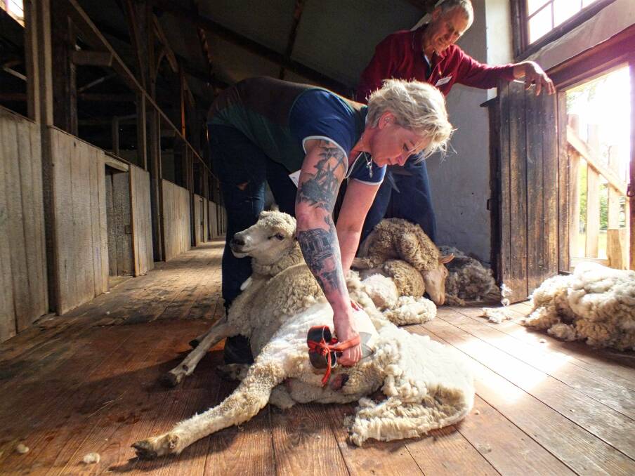 CLICK GO THE SHEARS: Janine Midgley, WA, and blade shearing guru Richie Foster, Vic, hard at work shearing. They are planning for an event at Glencoe Woolshed to raise money for suicide prevention. 