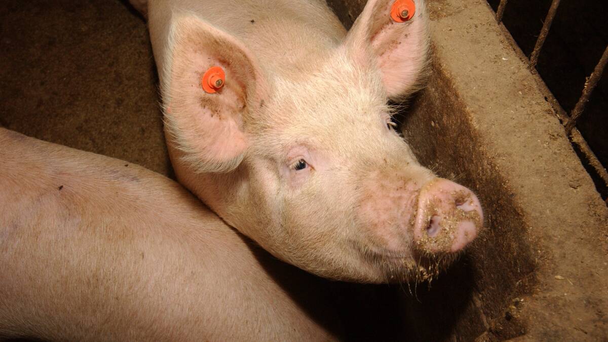What impact will pig sale closure have on sector | POLL