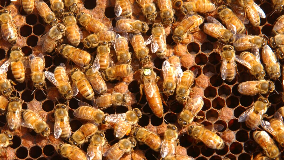 Beekeepers urged to be on watch for AFB