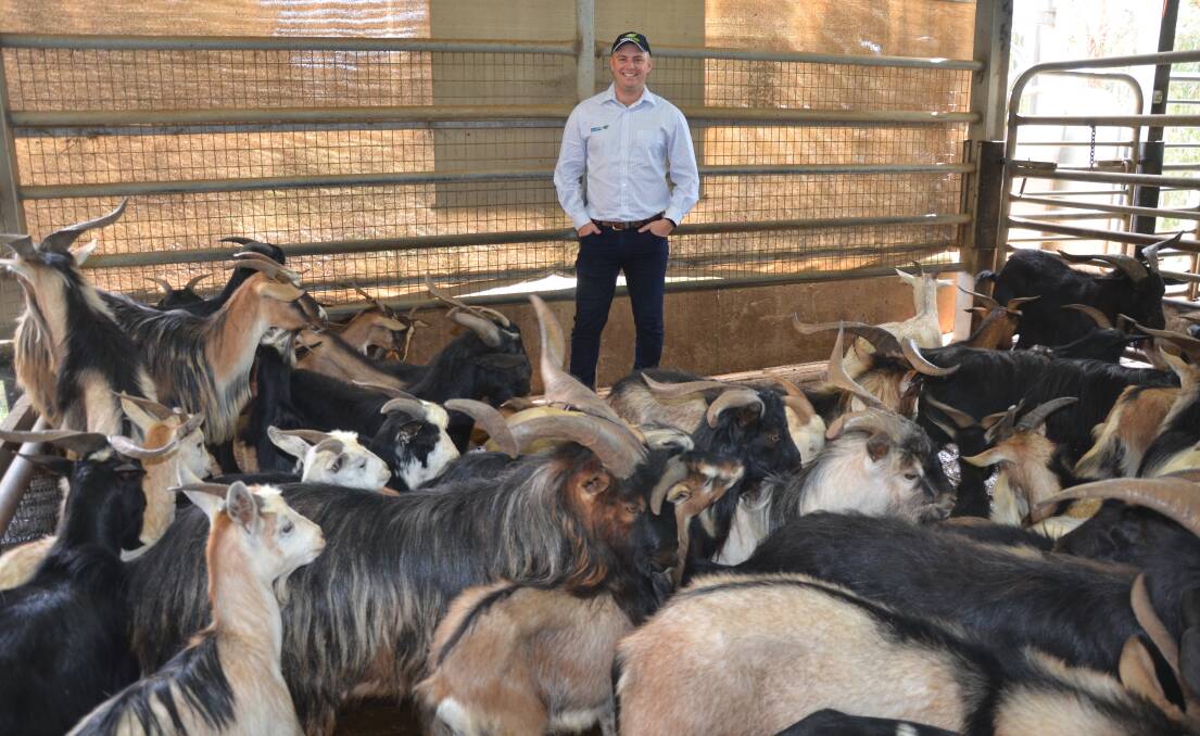 RISING TREND: Thomas Foods International SA goat buyer Simon Prior. TFI processes an average 8000 to 10,000 goats a week across two facilities, as high prices continue.