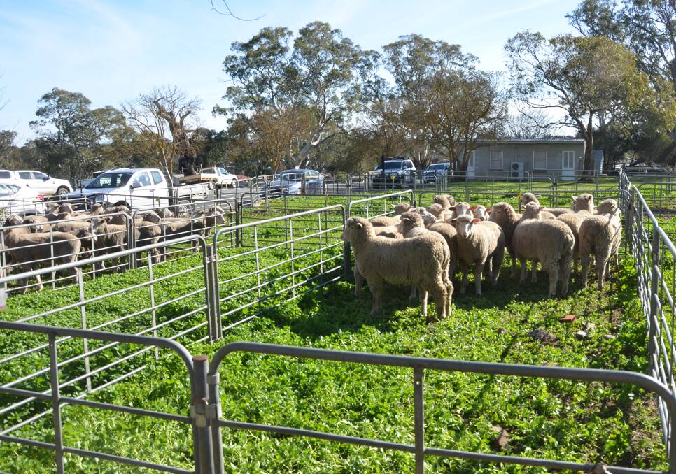A survey shows sheep producers consider themselves most affected by the COVID-19 outbreak.