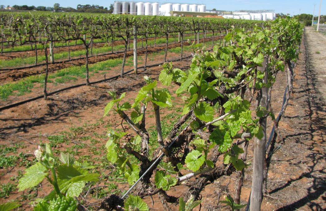 BURSTING FORTH: The Riverland is responsible for 25pc of the nation's annual wine grape production, which could be recognised with early plans to promote the region's produce.