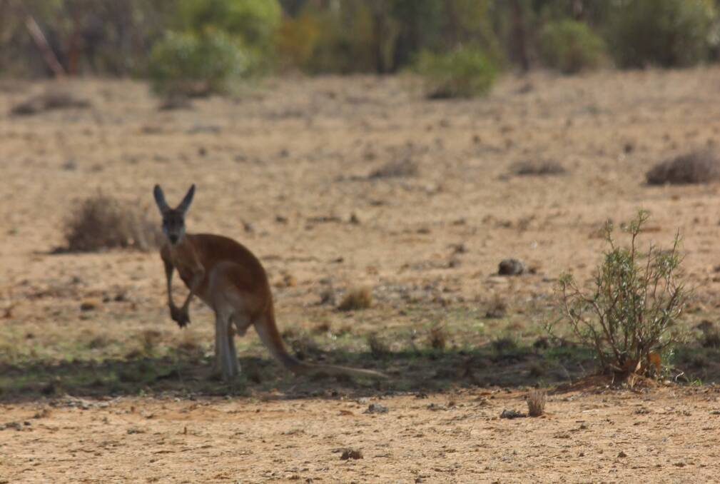Do you think the right voices are heard on kangaroos?