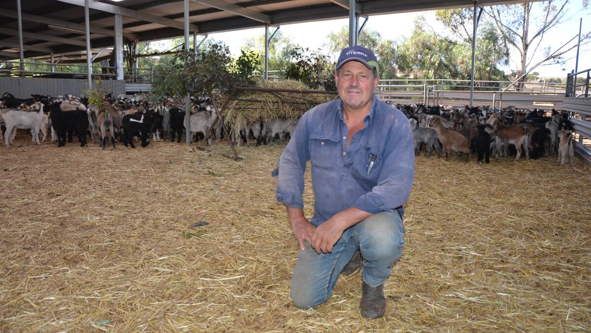 PASS MUSTER: Goat depot owner Stephen Obst, St Kitts, says the rangeland goat population has been dented, which could push prices even higher with strong export demand continuing.