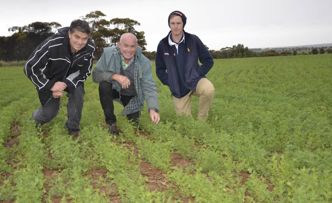 GOOD START: Matthew and Peter Vandeleur, Buckleboo, with Platinum Ag Services agronomist Kevin Dart in a field of Bolt lentils in August.