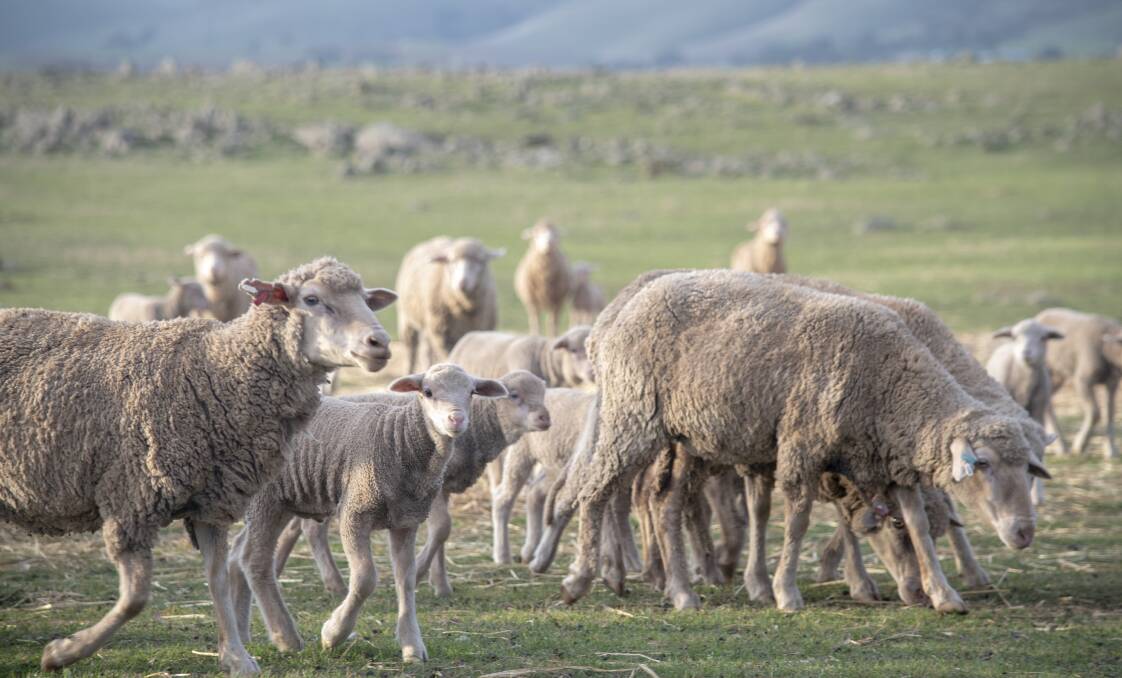 TOUGH YEAR: Lambing rates had varied from 65 per cent through to 150pc, depending on the region, with the tough season playing into the differences.