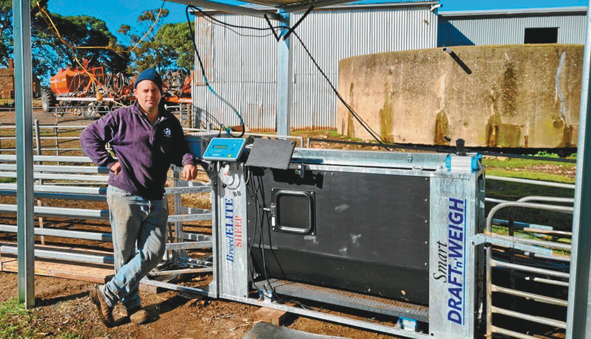 PRODUCTIVE SYSTEM: Clare Valley farmer Andrew Hall with the automatic drafter, which will become a useful tool in sire and ewe selection. 