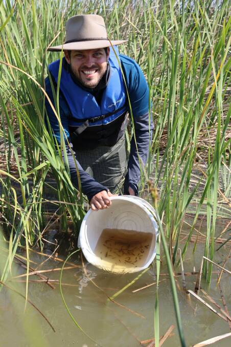Ecologists have released the Yarra pygmy perch - which grows to 4cm - at three locations near Hindmarsh Island, in hopes of restoring the population. Picture supplied