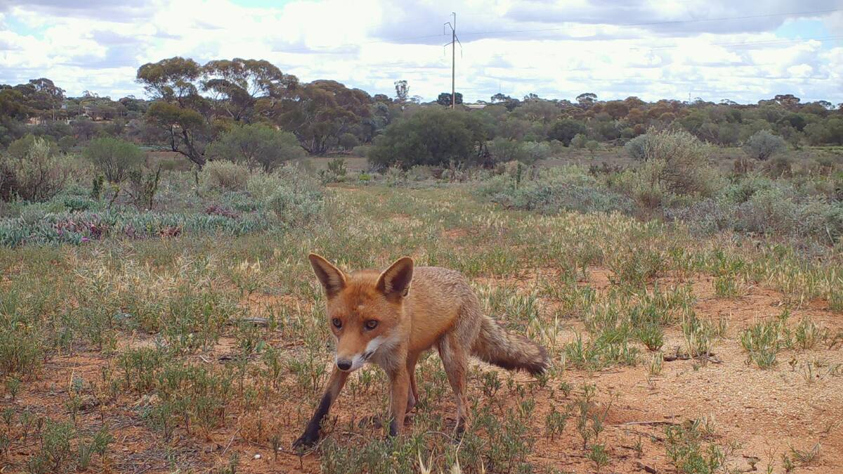 To assist landholders manage the detrimental effects of foxes, Murraylands and
Riverland Landscape Board are offering a group baiting program across the Murraylands District. 