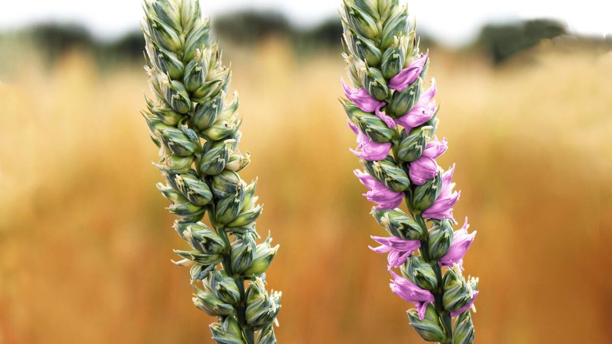 Wheat discovery to lift yields, protein