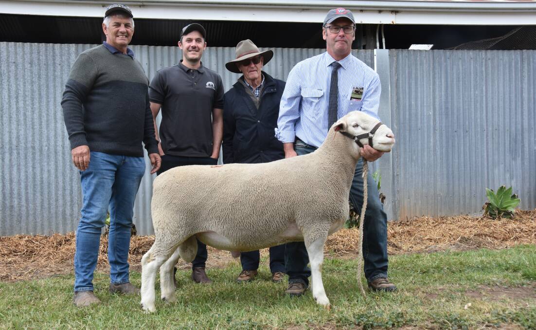 Kenton Farr and Matt Leigh, Harry's Well stud, Loxton bought the $22,000 sale topping lot 33 White Suffolk ram being held by Days Whiteface stud's Lachy Day. Picture by Catherine Miller