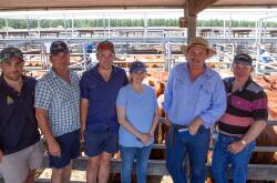 The Higgins family of James, Keith, Grant and Evie, Avenue Range, with Miller Whan & John Agent, Jordy Heinrich, sold an annual draft of Bundarra, Futurity and Yamburgen-blood Shorthorn steers, weighing from 326-368kg to a top of $1070.  Repeat buyer Evan Flint, Kingston SE, bought the entire Patanga draft for an average of $1015. Picture by Jacqui Bateman