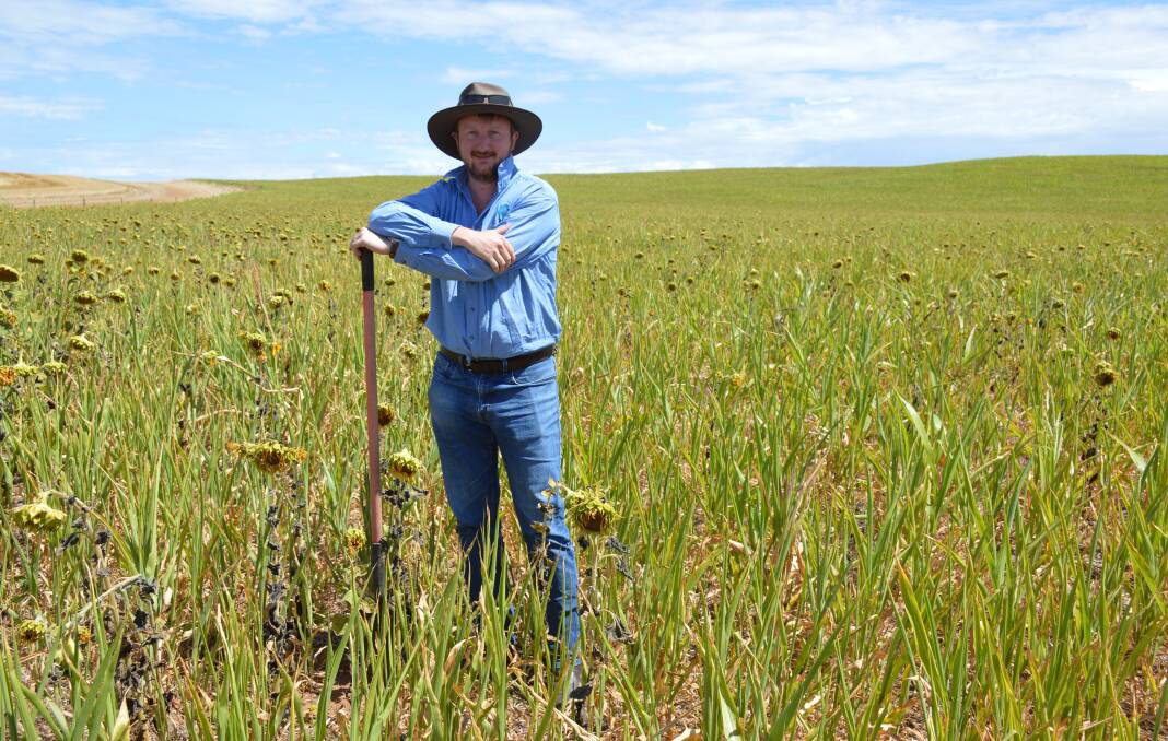 CSIRO research team leader Mark Farrell in a mixed species cover crop.