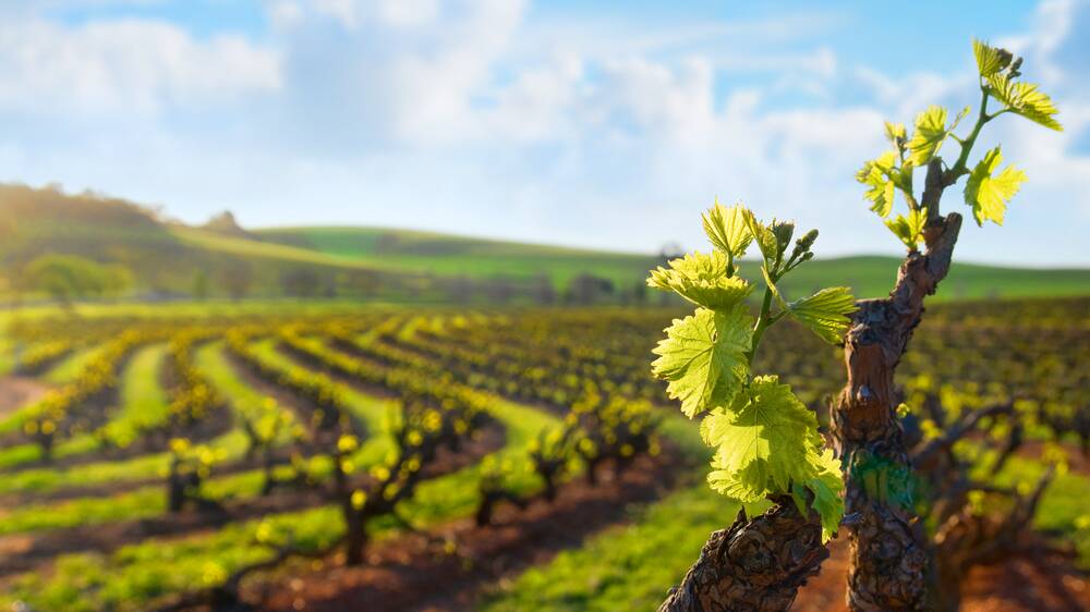 Wine sector welcomes FTA progress