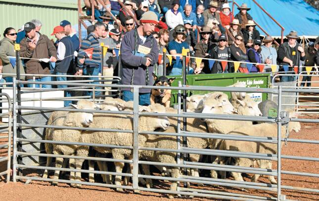 AT WORK: Peter Barr, Pinnaroo, in action competing at Casterton, Vic, in an earlier competition.
