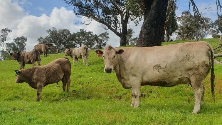 The Elms Murray Grey stud will open its gate during Beef Week. Picture supplied 