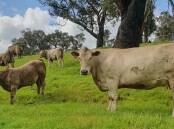 The Elms Murray Grey stud will open its gate during Beef Week. Picture supplied 