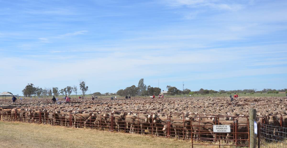 CALCULATIONS MADE: Sheep prices have continued to climb, causing many to question their traditional methods for working out how much is too much to pay when restocking.