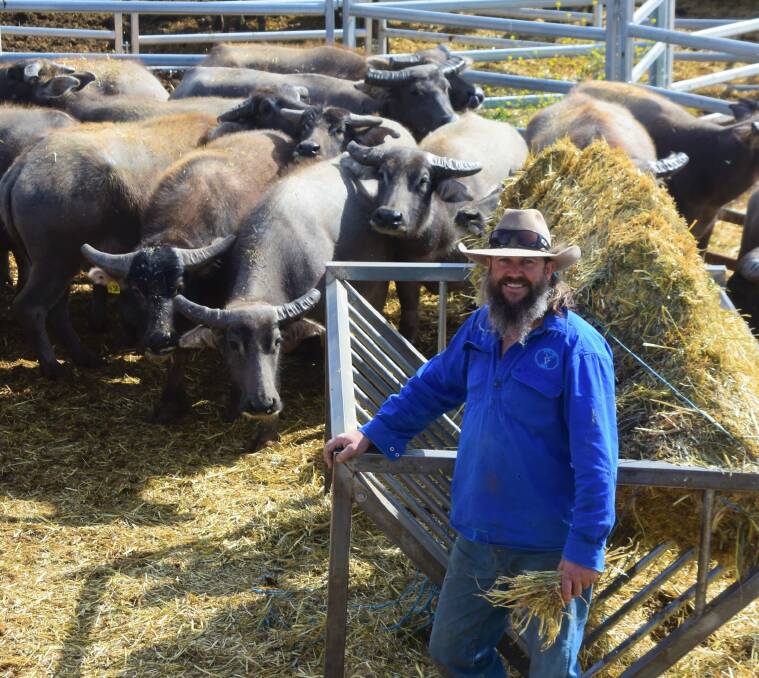 Dale Murray, Mallala, in with some of the buffalo at the SA feedlot.