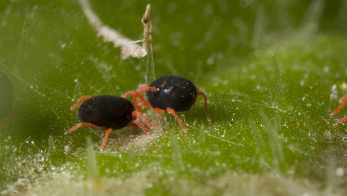 HELP AVAILABLE: Graingrowers now have access to an additional tool for control of redlegged earth mite (pictured) in canola crops. Photo: A WEEKS, cesar 
