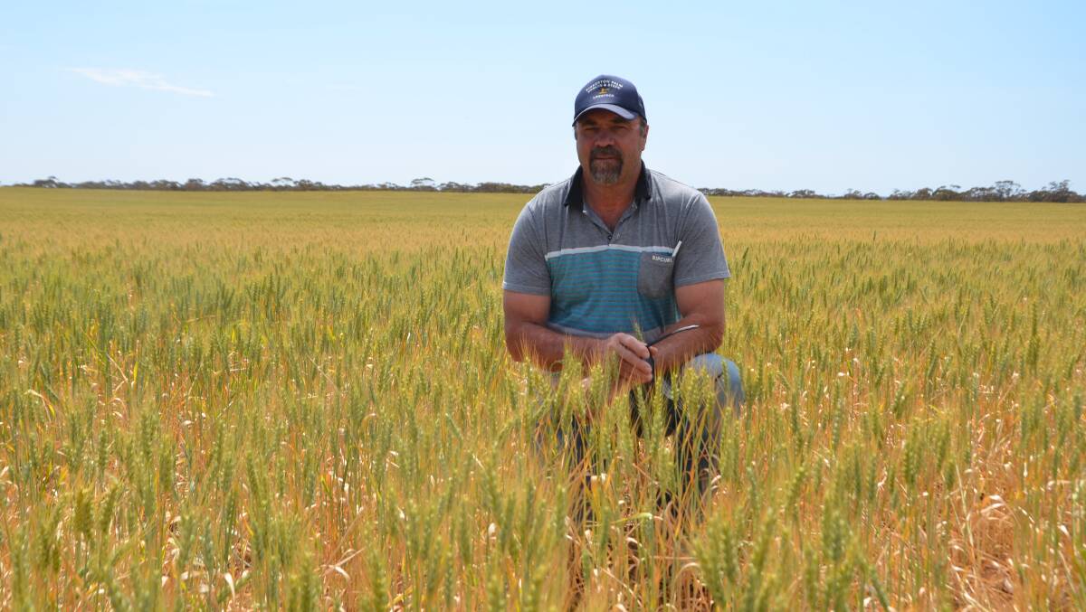 HOLDING ON: Leon Braun, Paruna, in Emu Rock wheat during the judging of the Browns Well Crop Competition. Mr Braun says wheat yields will be down, but barley should be about average.