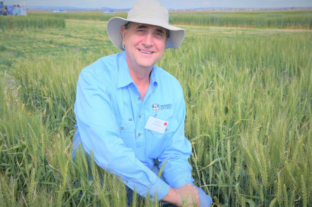 University of Sydney's Richard Trethowan says there is room for improvement with the heat tolerance levels of wheat. Photo: GRDC