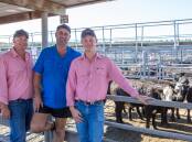 Kelvin Fitzgerald and Laine Fitzgerald, Elders Mildura, Vic, and Matt Davies, Burtundy Station, via Wentworth, NSW, bought 194 feeder cattle on Friday, including 12, 343kg Morgiana-blood Charolais-Angus heifers at $2220 or $6.47/kg sold a/c Jakero Mil Lel and 14, 369kg European Union-accredited Landfall-blood Angus heifers at $2200 or $5.96/kg, sold a/c Haavmi Enterprises, Coleraine, Vic. 