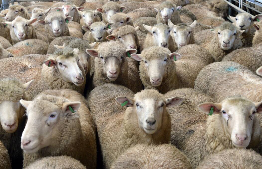 FRESH FACE: Lamb definitions are expected to change in the new financial year.