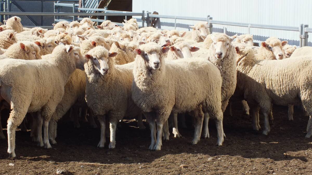 Sheep industry funds available to help drive sector forward