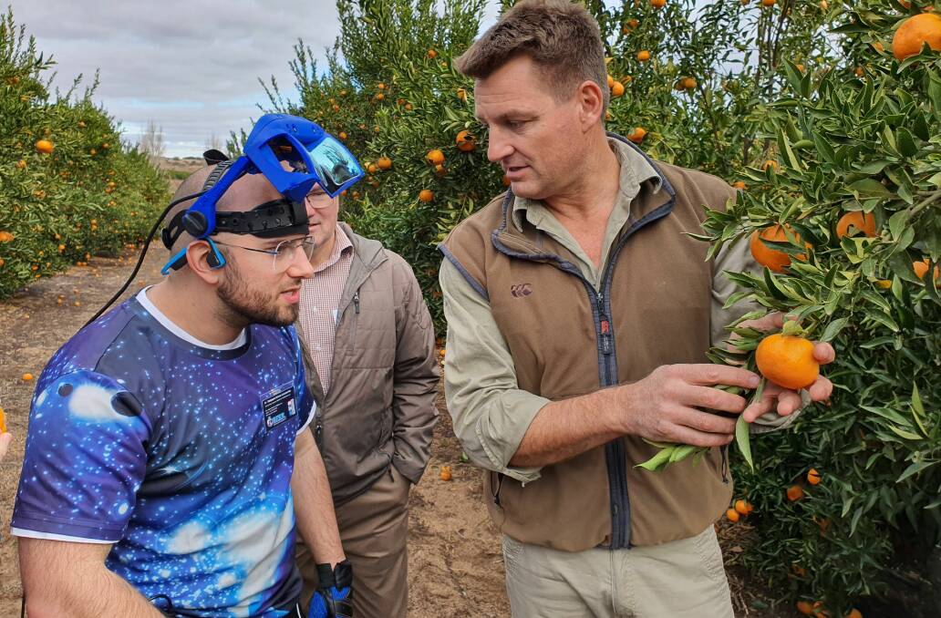 GAMING SOLUTION: Think Digital Studios lead tech engineer Damien Rompapas chats with orchardist Ben Haslett, Murtho, about the potential "gamification" of picking citrus, such as "power hour" with double points for pickers. Photo: TIM GENTLE, Think Digital
