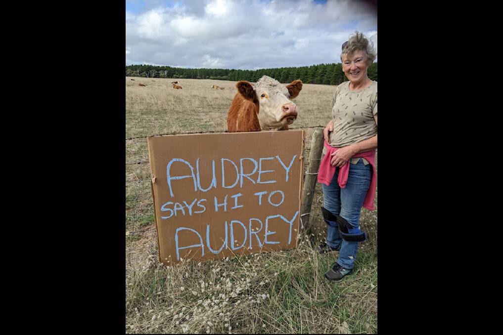 SENDING MESSAGES: Audrey the heifer and columnist Moira Neagle are sending their regards to reader Audrey - as well as all the fans of Audrey. 