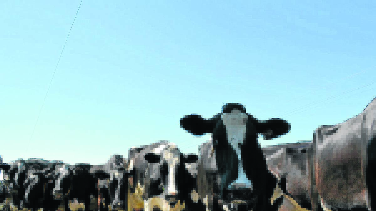 Coalition promises dairy trade research