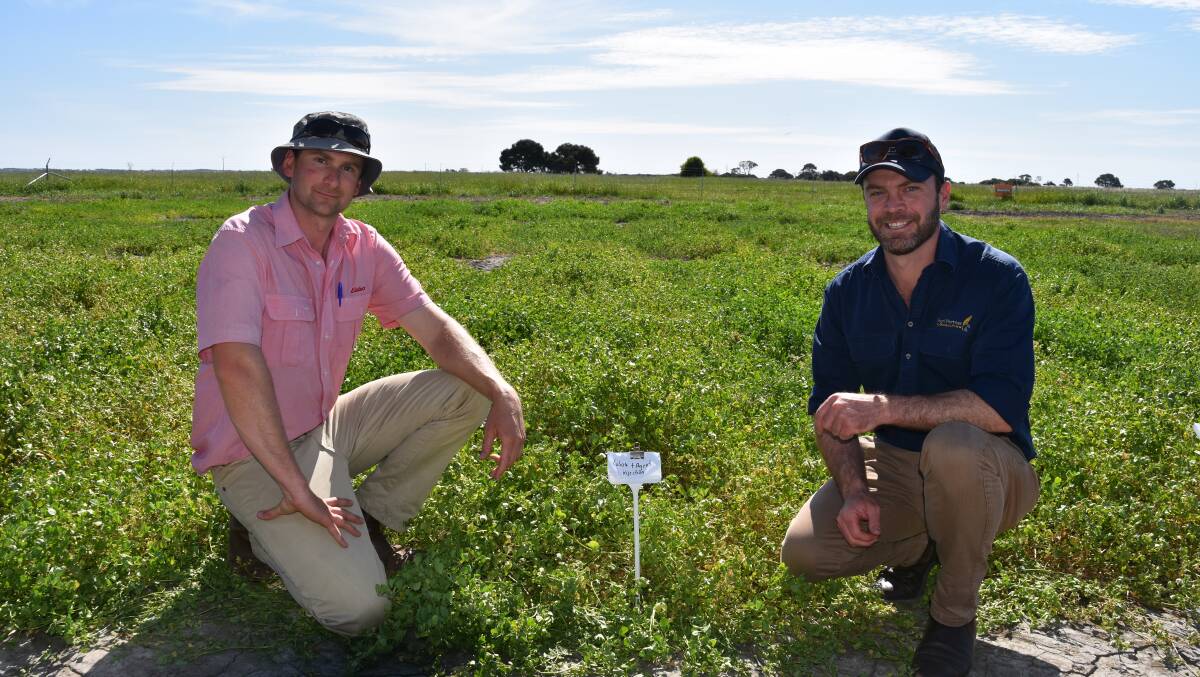 RISING MINERALS: Elders Naracoorte's Adam Hancock and AgriPartner Consulting's Hamish Dickson in the Avenue Range trial aimed at increasing copper levels in medic pastures.