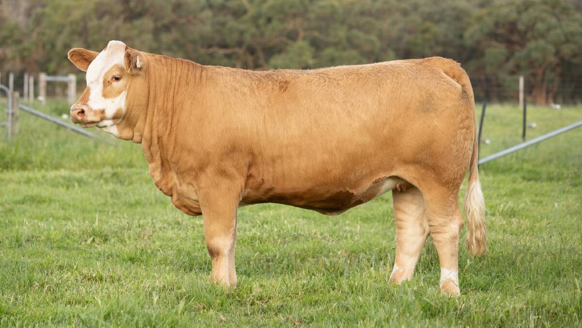 Lot 32, Woonallee Ella S197, is on its way to Qld, after selling at $21,000. Picture supplied