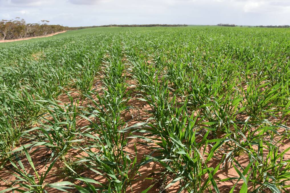 GROWING NEEDS: The area sown to crops this season has exceeded the five-year average, with wheat acreages up slightly, including this Kord wheat at Waikerie.
